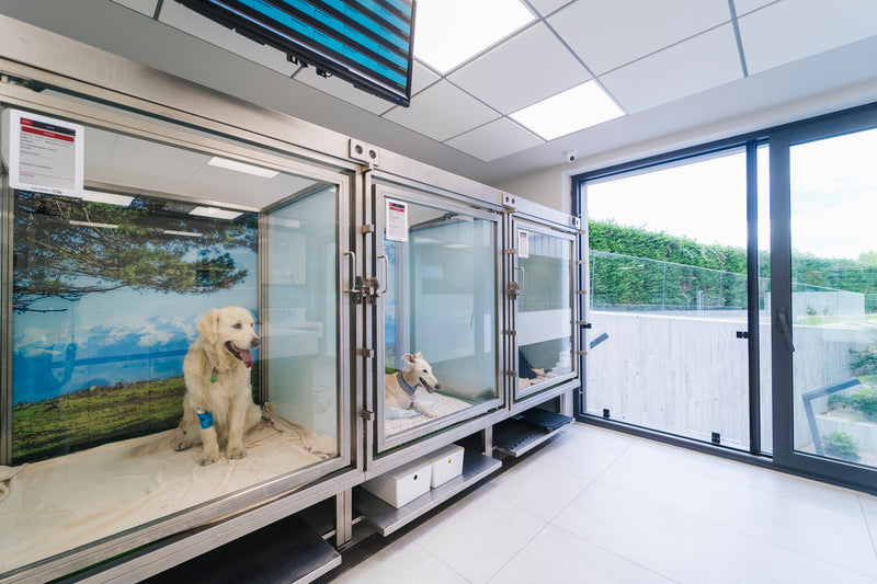 A row of glass-front dog kennels with dogs inside, situated in a bright modern room with large windows and a tiled ceiling.