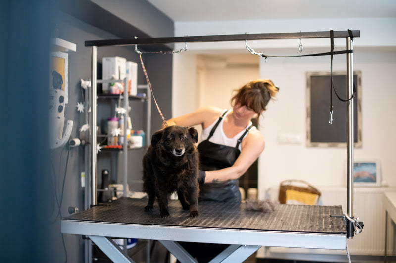 A woman wearing a black apron grooms a small black dog on a table with a rubberized top and specially designed restraints.