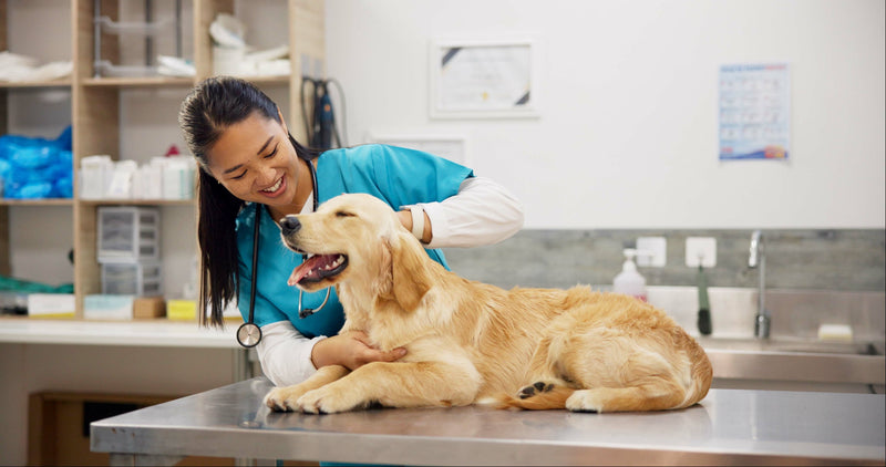 A yellow retriever sits on a stainless steel table at a veterinary clinic while being examined by a smiling technician in teal scrubs.