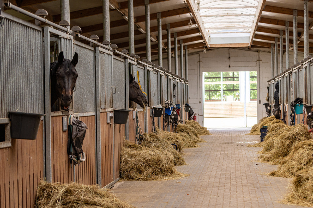 Dark horses looking out from metal and wooden stall doors along a paved aisle lined with piles of loose hay inside a bright barn.